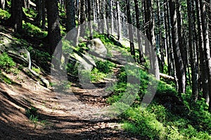 Wilderness trail, National Park Black Forest , Baden-Wuerttemberg, Germany