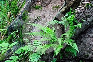 Wilderness trail, National Park Black Forest , Baden-Wuerttemberg, Germany