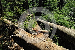 Wilderness trail, National Park Black Forest , Baden-Wuerttemberg, Germany