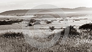 Wilderness Trees Sunrise Grasslands Sepia Black White