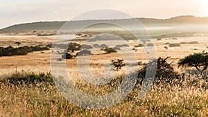 Wilderness Trees Sunrise Grasslands Wildlife