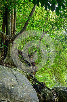 Wilderness tropical rain forest with moss-covered rocks and lots of roots above rock boulders on the ground. Sunlight is unable to