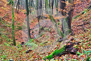 Divočina v Turovské roklině na podzim v Kremnických vrších