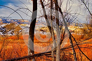 Wilderness View and Red Brush