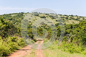 Wilderness Wildlife Dirt Road Landscape