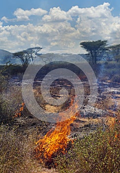 Wildfire in African savanna