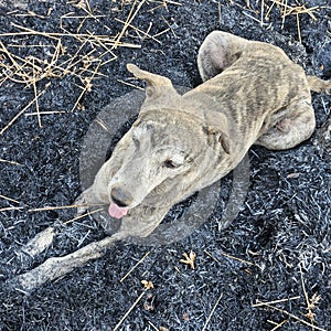 Wildfire animal dog rescued ash climatechange