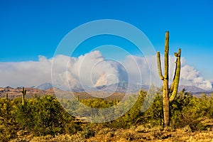 Wildfire in the Arizona Desert photo