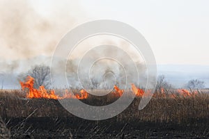 Wildfire in autumn meadow. Wild fire flame burning grass and trees in field. Natural disaster for wildlife and agriculture.