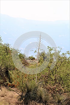 Wildfire, Bighorn, Santa Catalina Mountains, Coronado National Forest, Tucson, Arizona, United States