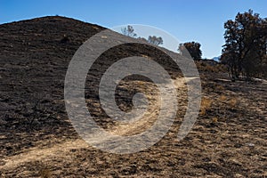 Wildfire Burned Hillside