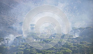 Wildfire burning a forest of trees on a mountain with smoke and mist.