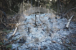 After wildfire burning tree at the day. Forest Fire