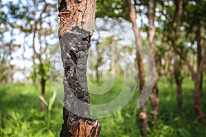 Wildfire burning tree and destroy everything that lives in the forest