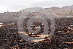 Wildfire or Bushfire Damaged Landscape