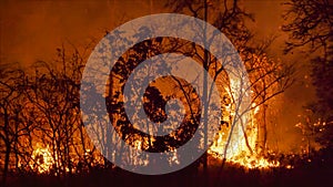 Wildfire disaster in tropical forest caused by human