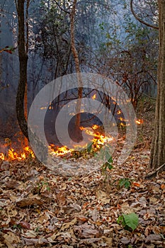 Wildfire disaster in tropical forest caused by human