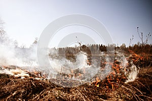 Wildfire. Fire. Global warming, environmental catastrophe. Concept man helpless before natural disaster. Protection photo