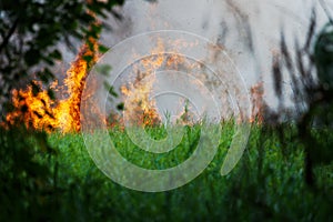 Wildfire, forest fire, burning forest, field fire