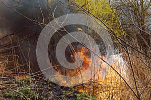 Wildfire, forest fire, burning forest, field fire