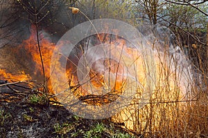Wildfire, forest fire, burning forest, field fire