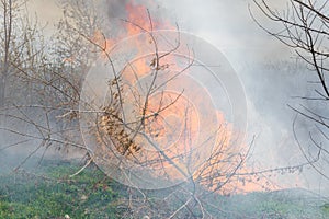 Wildfire, forest fire, burning forest, field fire