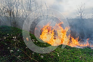 Wildfire, forest fire, burning forest, field fire