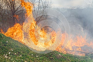 Wildfire, forest fire, burning forest, field fire