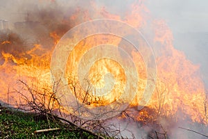 Wildfire, forest fire, burning forest, field fire