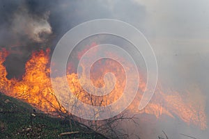 Wildfire, forest fire, burning forest, field fire
