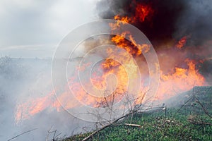 Wildfire, forest fire, burning forest, field fire