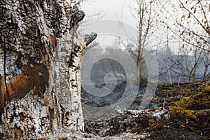 Wildfire, forest fire, burning forest, field fire