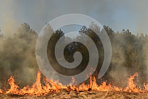 Wildfire, forest fire, burning forest