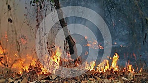 Wildfire on mountain of thailand audio recorded