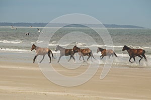 Wildfire in National park near AstrakhanWild horses of Cumberland island on the ocean