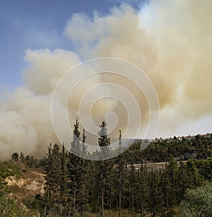 A Wildfire near Mevasseret Zion, Israel