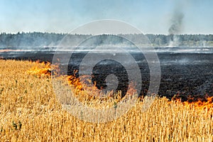 Wildfire on wheat field stubble after harvesting near forest. Burning dry grass meadow due arid climate change hot