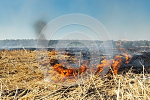 Wildfire on wheat field stubble after harvesting near forest. Burning dry grass meadow due arid climate change hot