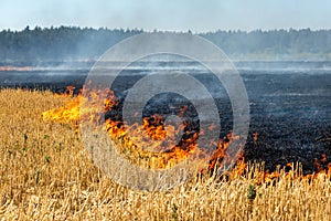 Wildfire on wheat field stubble after harvesting near forest. Burning dry grass meadow due arid climate change hot