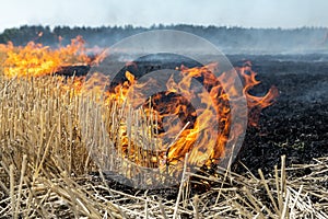 Wildfire on wheat field stubble after harvesting near forest. Burning dry grass meadow due arid climate change hot