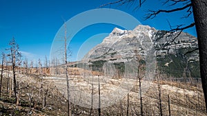 Wildfires affected alpine landscape with burned trees