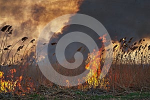 Wildfires. Burning estuary. Fire in the steppe