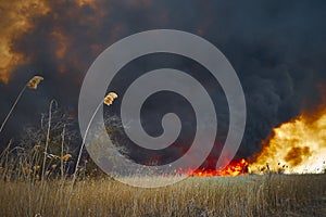 Wildfires. Burning estuary.