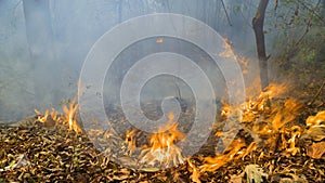 Wildfires in tropical forest release carbon dioxide (CO2) emissions and other greenhouse gases (GHG) photo