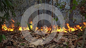 Wildfires in tropical forest release carbon dioxide (CO2) emissions and other greenhouse gases (GHG)