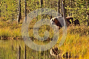 Wildflife photo of large brown bear