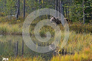 Wildflife photo of large brown bear