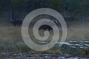 Wildflife photo of large brown bear