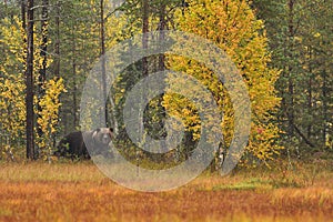 Wildflife photo of large brown bear