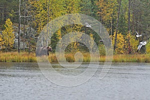 Wildflife photo of large brown bear